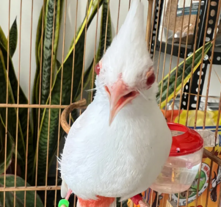 Hướng Dẫn Chăm Sóc Chào Mào Bạch Tạng