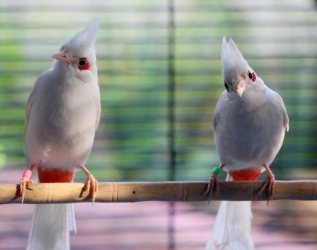 chào mào bạch tạng giá rẻ tại Sài Gòn